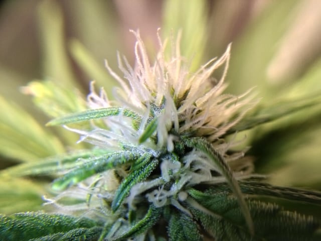 Banana Purple Punch Auto — flower, day 41