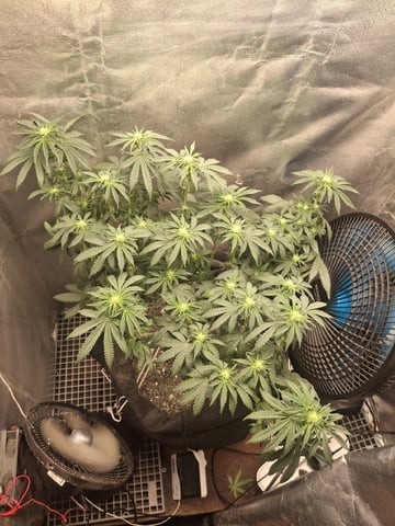 1st Grow - ROYAL MOBY (indoor)(photop.) — flower, day 114