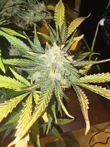 Autos AGAIN