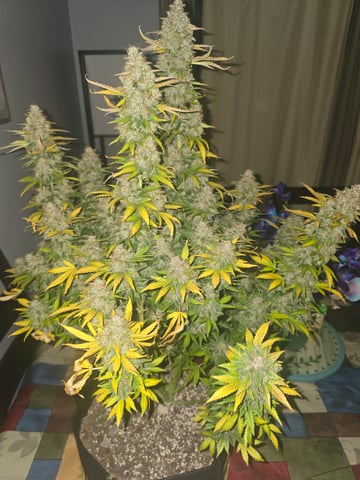 2nd Autoflower Indoor Grow — harvest, day 120