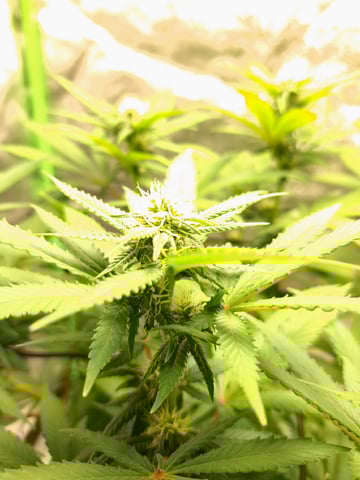 Blue Cheese from Barney's Farm — flower, day 26