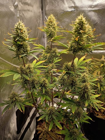 2×2 Autoflower FastBuds Grow — flower, day 6