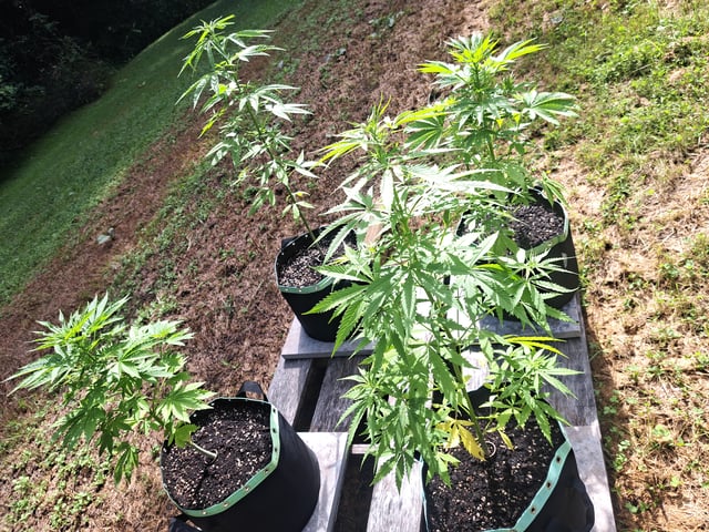 Bucket List Grow #2 — vegetative, day 48