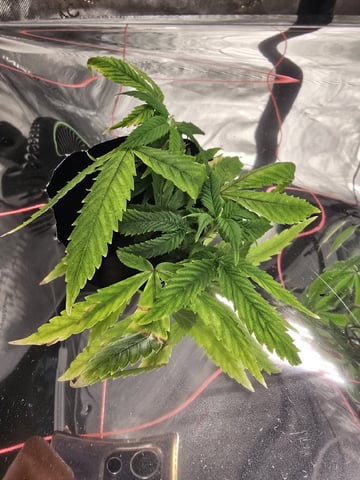 Glookies by Barneys Farm — seedling_rooting, day 1