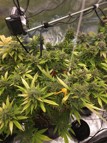 3 in Coco — flower, day 46