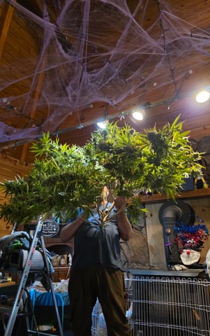 outdoor start/indoor 2025 — harvest, day 206