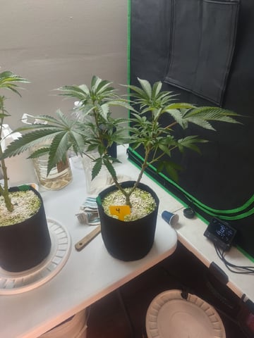 Mainely Genetics Micro Pheno Hunt — flower, day 50