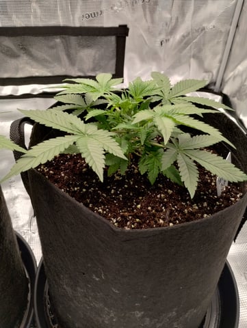 First grow — vegetative, day 28