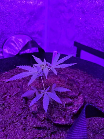 1st Ever Grow — vegetative, day 43