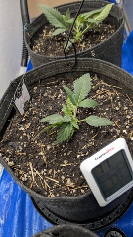 mephisto winter 2026 — vegetative, day 17