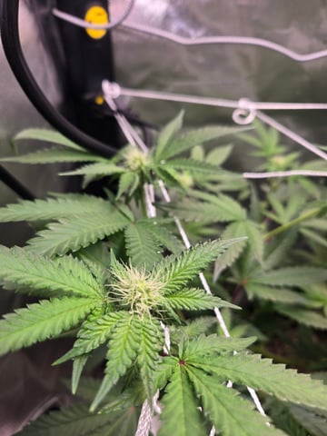 Looking for advice! — flower, day 64