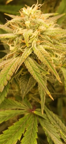 newest ggs setup grow — flower, day 66