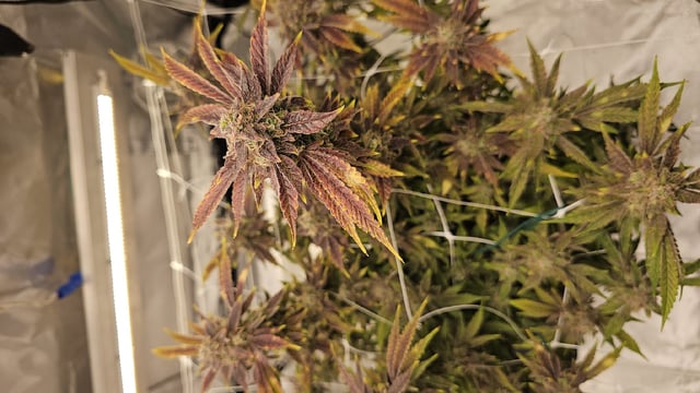 Jelousy Fast(Photo) & Ultra Voilet (Auto) — flower, day 71