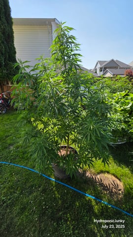 Canadian Summer Outdoor — vegetative, day 72