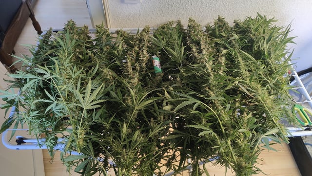 Fast Buds Gorilla Z auto — harvest, day 101