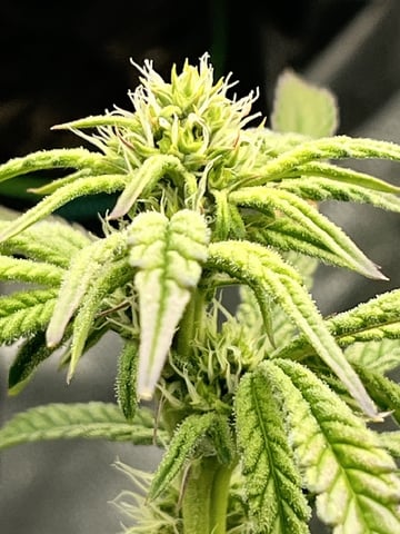 Humboldt Chicken N Wafflez — flower, day 67