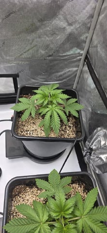 Maple Nectar  — vegetative, day 24