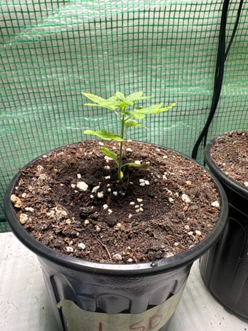first indoor — vegetative, day 17