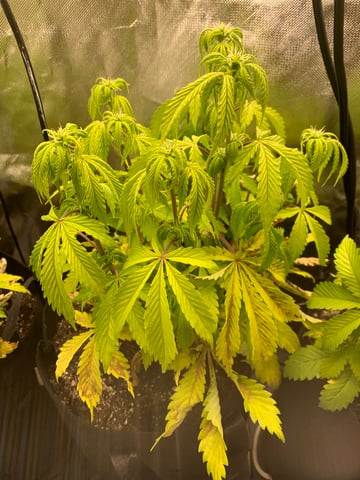 Tropicana Cookies Purple Auto — grow_setup, day 1