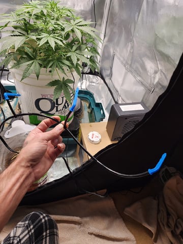 Dos Si Dos. Indica — vegetative, day 28