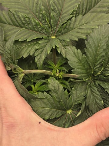 mc nuggets r1 — vegetative, day 25