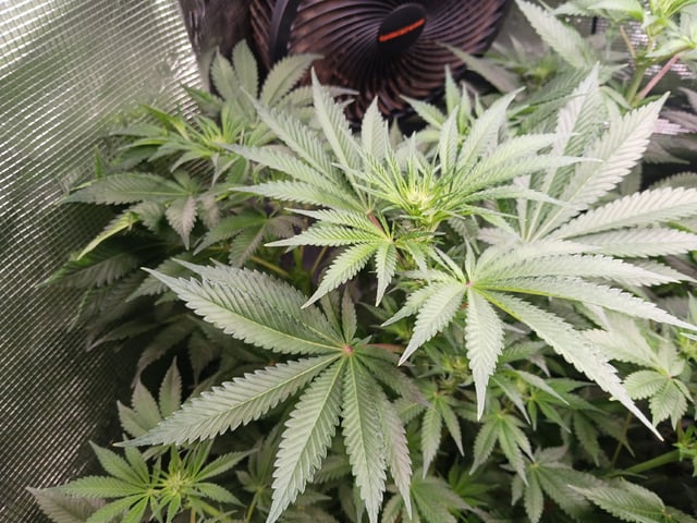 9lbhammer feminized  — flower, day 44