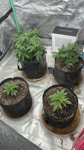 420 Fast Buds 