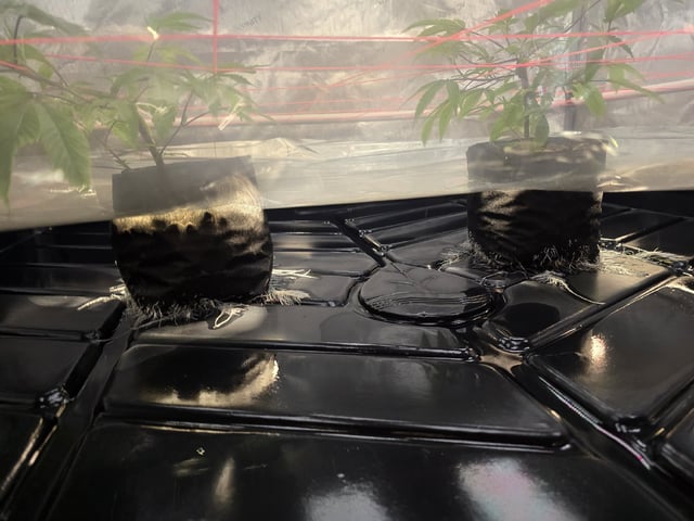 Dante's Inferno Rerun — vegetative, day 41