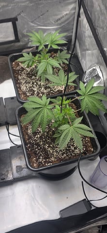 Lime Rian. — vegetative, day 30