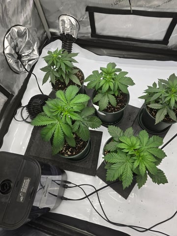 Homegrown - 🍒 🥧 & GSC Auto, 🚀 Seeds 🍌 Buttercups  — vegetative, day 27