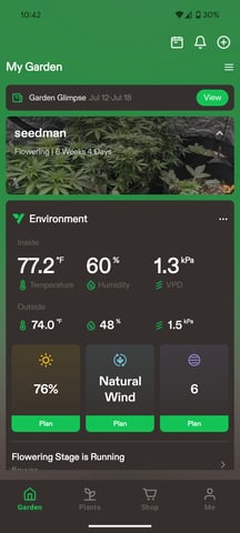 Strawberry Cheesecake Seedsman Seeds Autoflowers x2 — flower, day 52