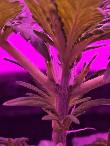 First Grow — vegetative, day 21