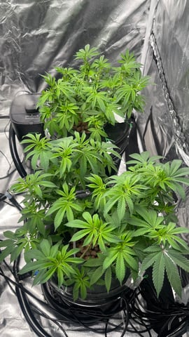 1st Ever Grow (Fat Bastard)(RDWC)  — vegetative, day 87