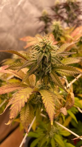 ❄️💚❄️WinterGrow❄️💚❄️ — flower, day 99