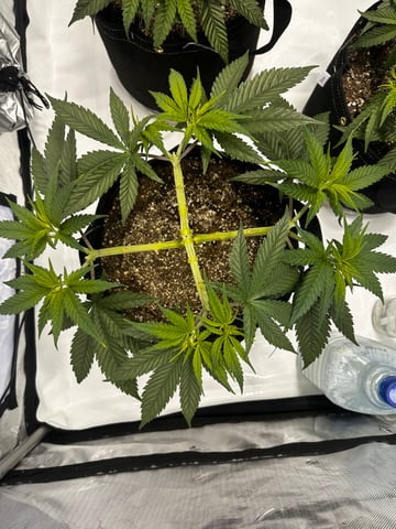 XJ-13 x Pennywise — vegetative, day 19