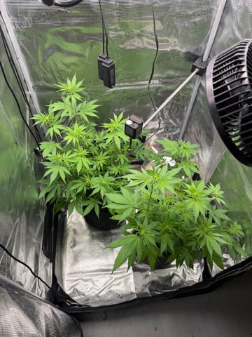  Trying to go big — flower, day 84