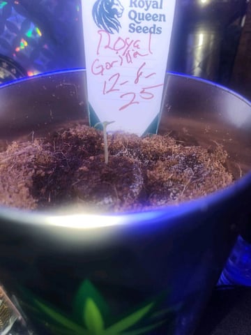 Royal Gorilla — seedling_rooting, day 1