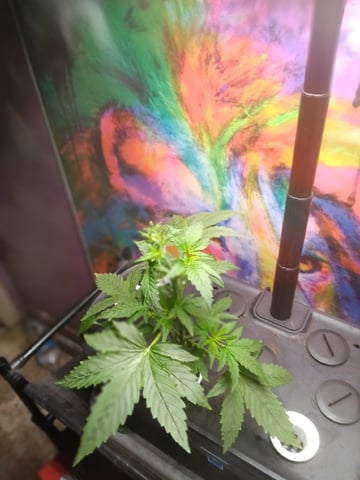 march — vegetative, day 1
