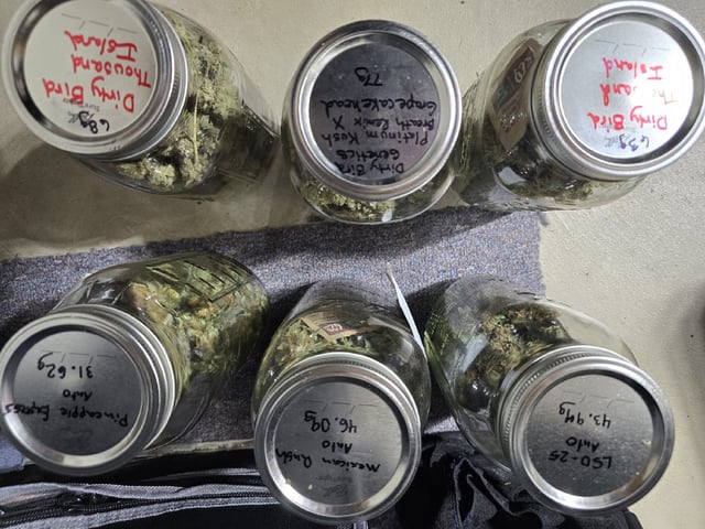 Dirty Bird - Thousand Island Fem & Platinum Kush Breath Remix x Grape Cakehead Fem Photo  — harvest, day 134