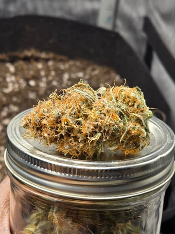 Pull my finger and Mowie Wowie — done, day 110