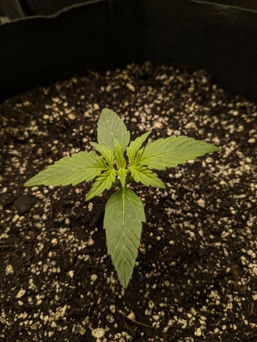 first grow — seedling_rooting, day 5