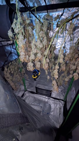 Strawberry Cheesecake Seedsman Seeds Autoflowers x2 — flower, day 117