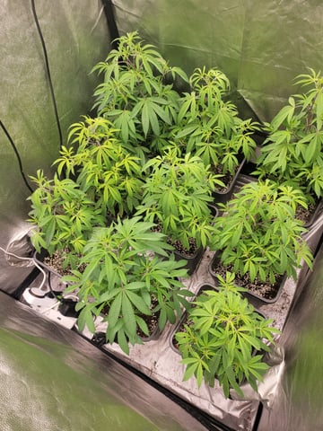 #3 — vegetative, day 10