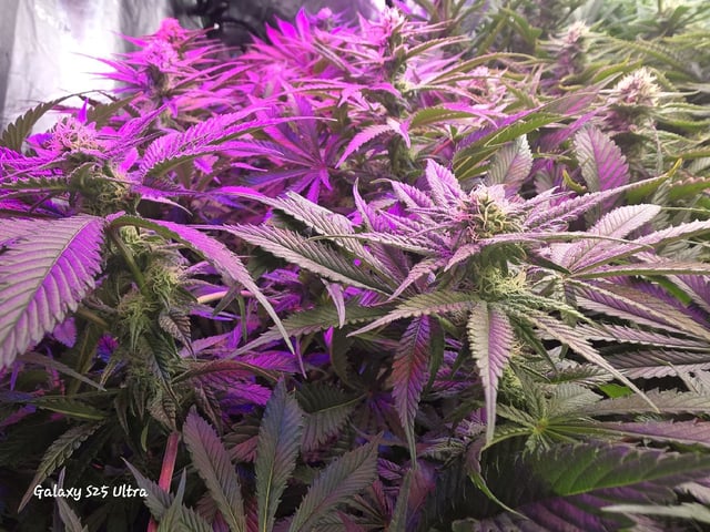 Hazy Daze — flower, day 84