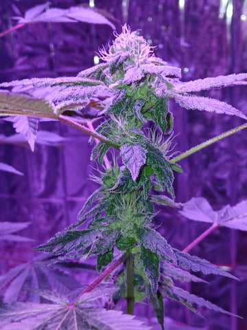 triangle kush  — flower, day 78