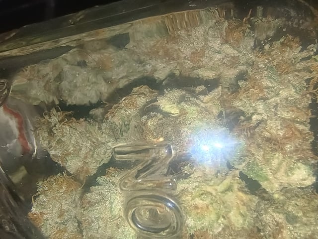 lil Slurry, first grow — harvest, day 88