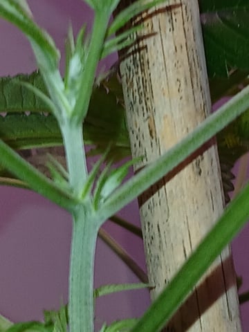 triangle kush  — vegetative, day 30
