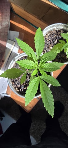 CzechsMex 2.0 — vegetative, day 36