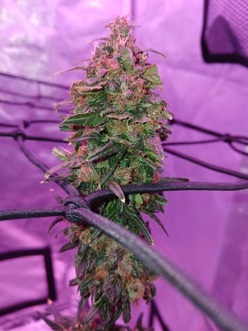 CountryG  — seedling_rooting, day 71