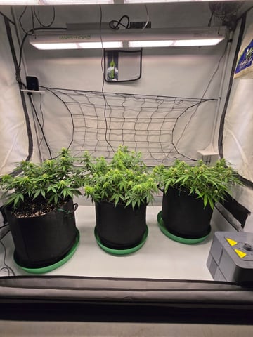 Purple Skunk 3 x 5  — flower, day 57